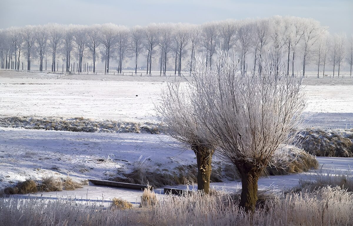 TPDE94644: verschneite Kopfweiden an einem Bach und am Horizont eine Reihe Bäume