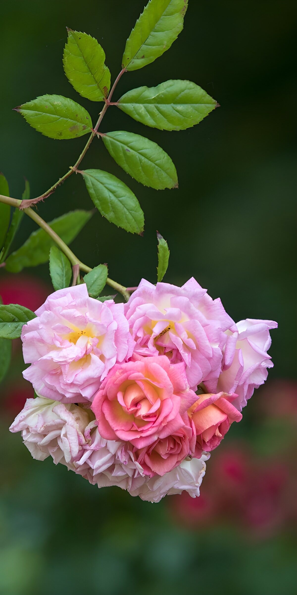 TPDE53226: Bunte Rosenblüten in voller Blüte