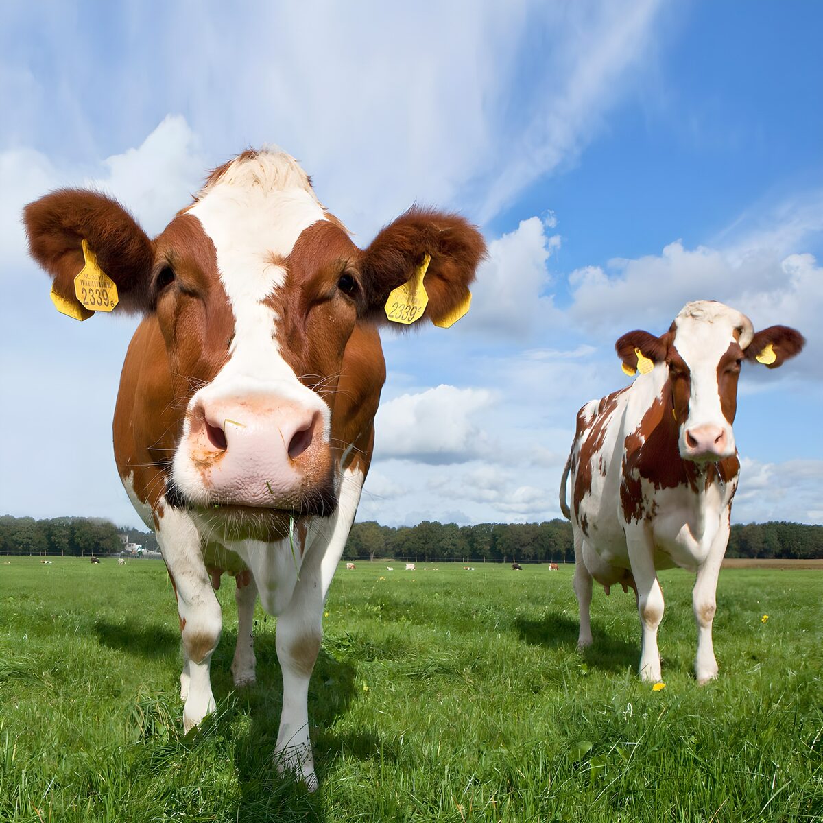 Kühe auf einer grünen Wiese