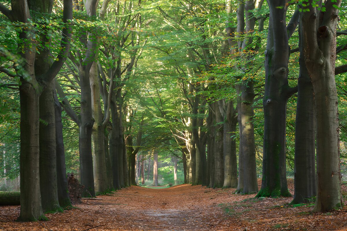 TPDE40938: Grüner Waldweg im Herbstlicht