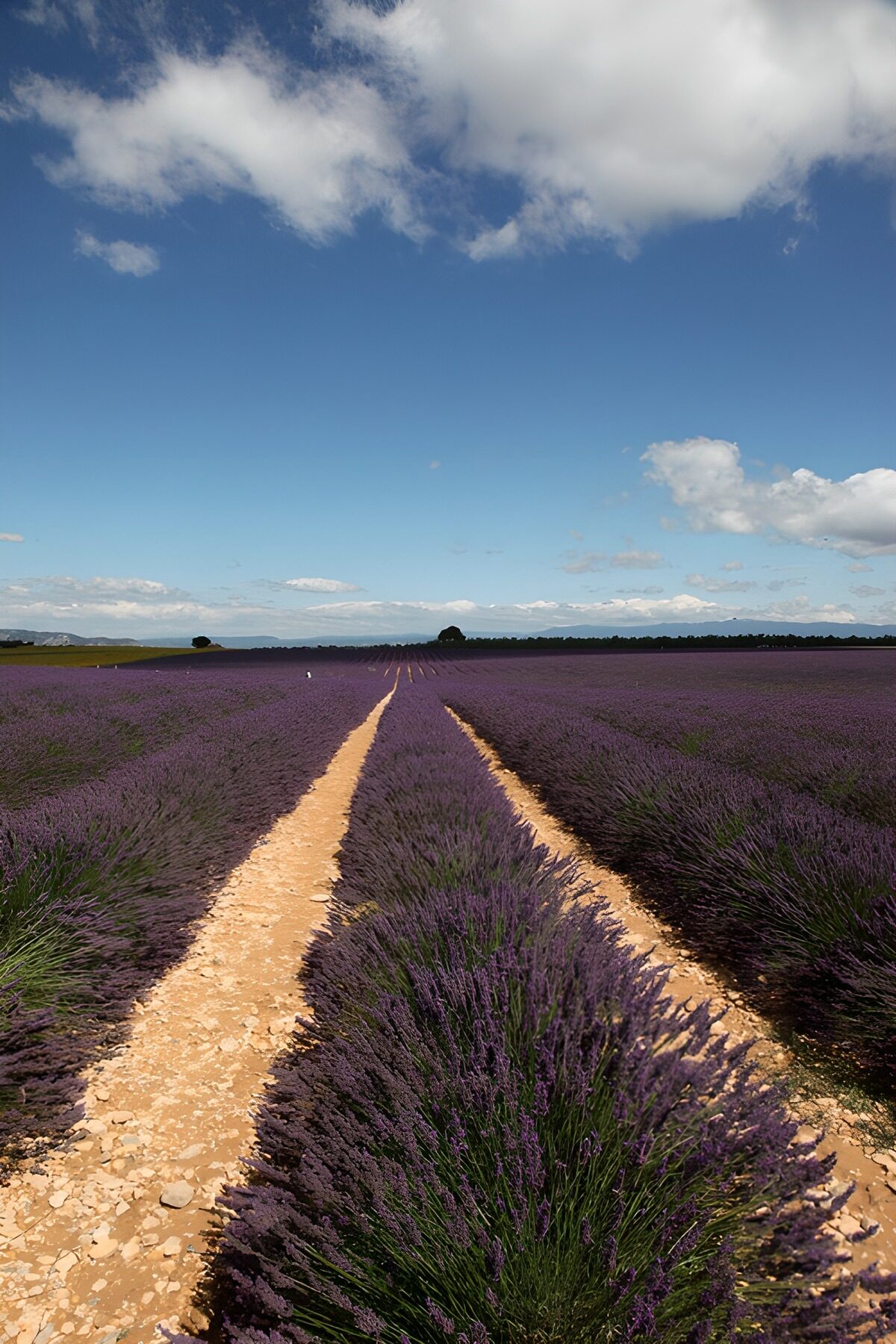 TPDE22619: Lavenderfeld unter blauem Himmel