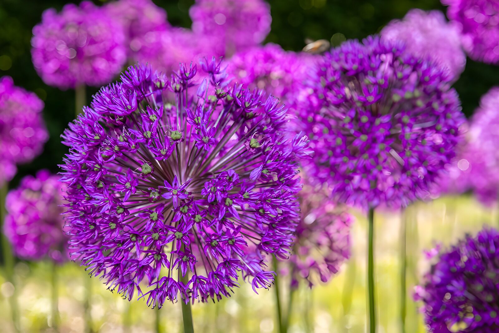 TPDE19027: Lila Blumen im Sonnenschein
