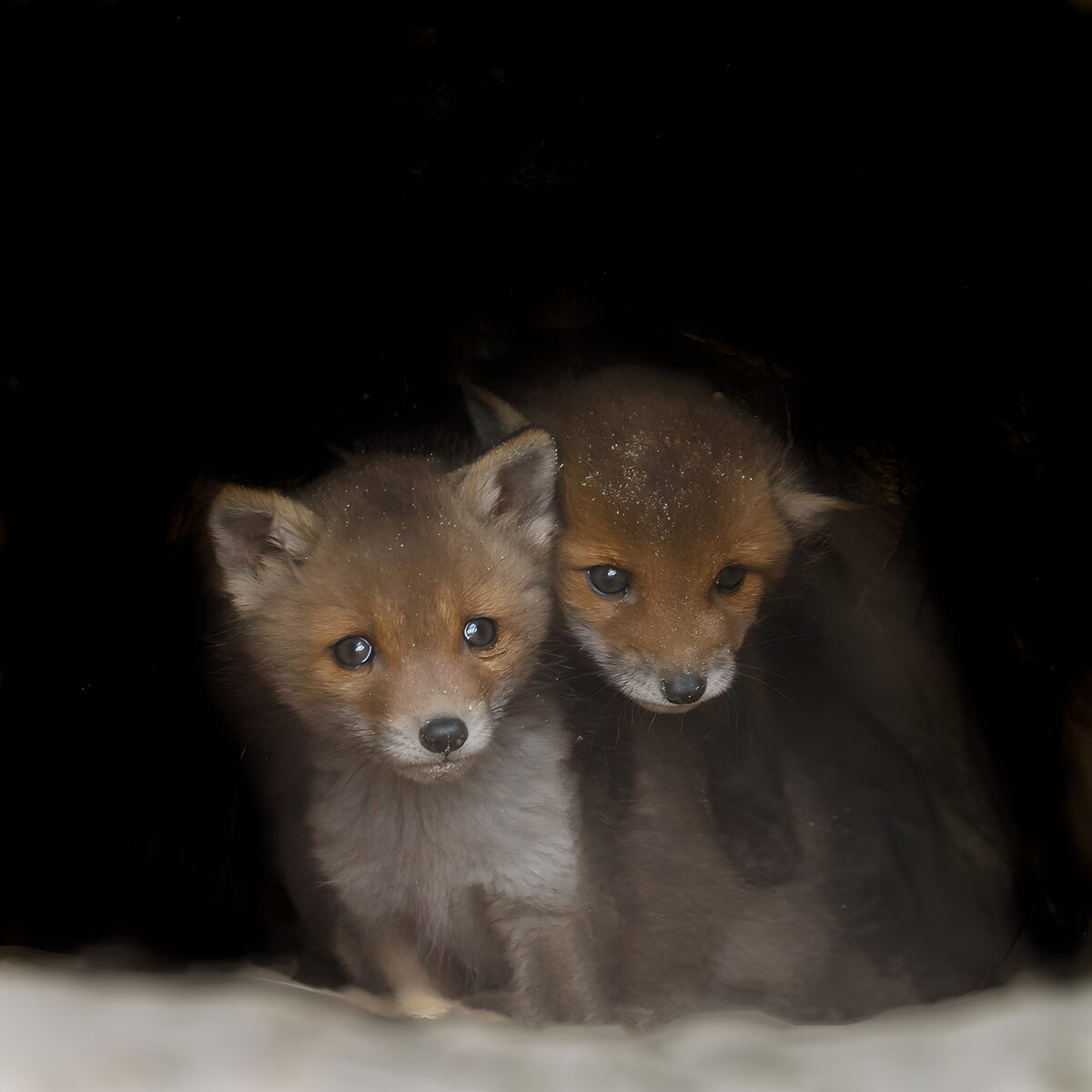 TPDE17331: Fuchs-Welpen im Versteck