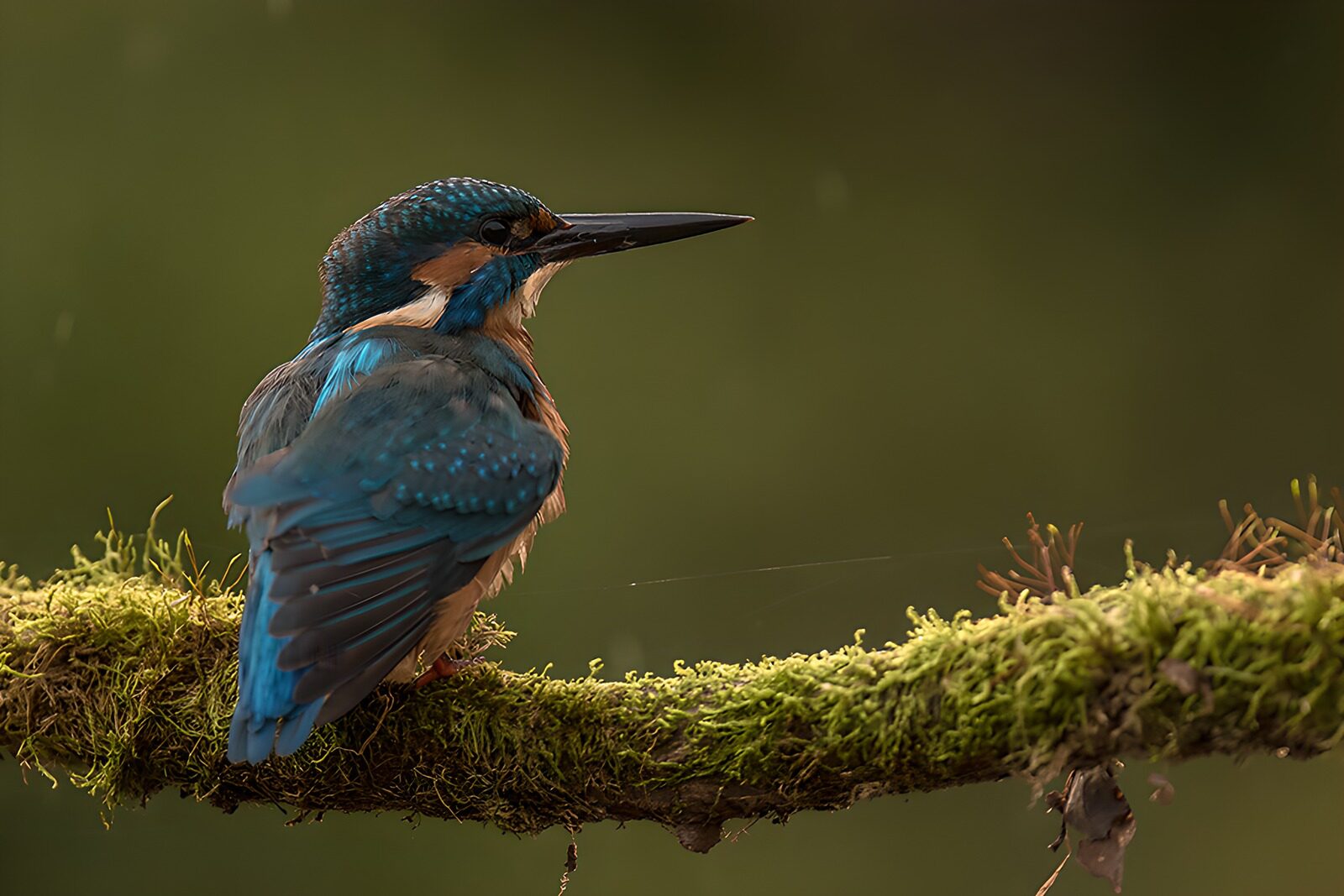 TPDE63954: Eisvogel auf einem moosbedeckten Ast