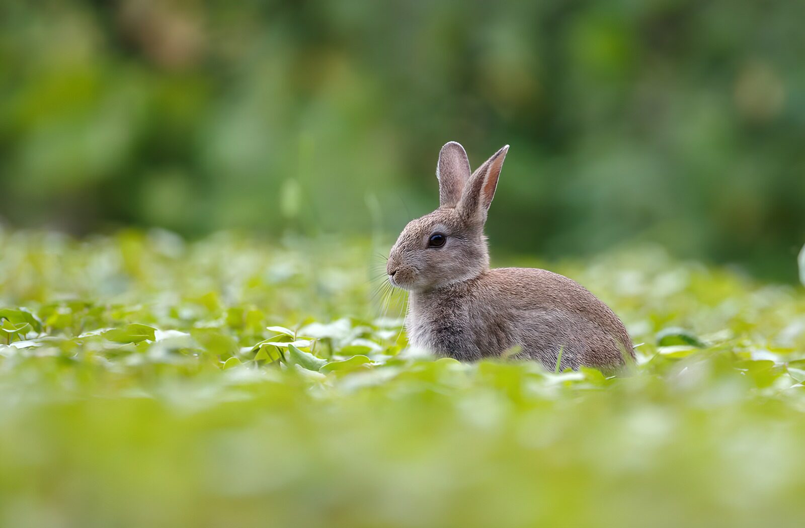 TPDE24757: Hase im grünen Feld
