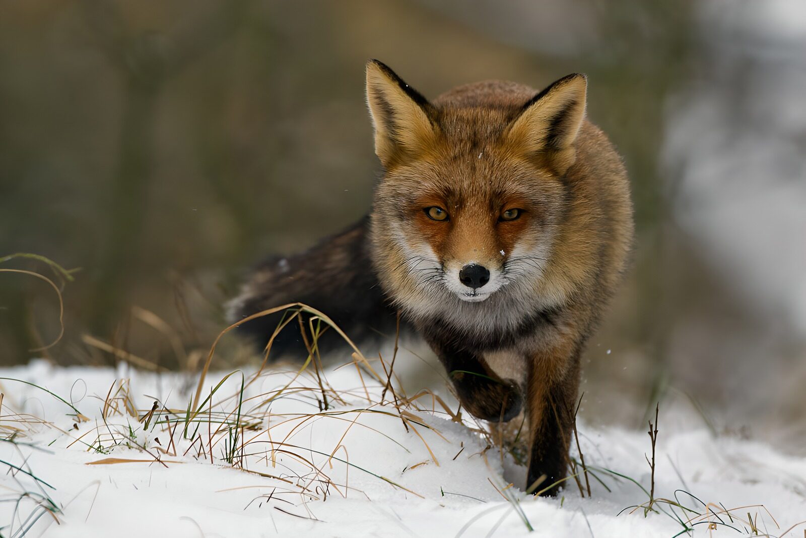 TPDE99396: Eleganter Fuchs im Schnee