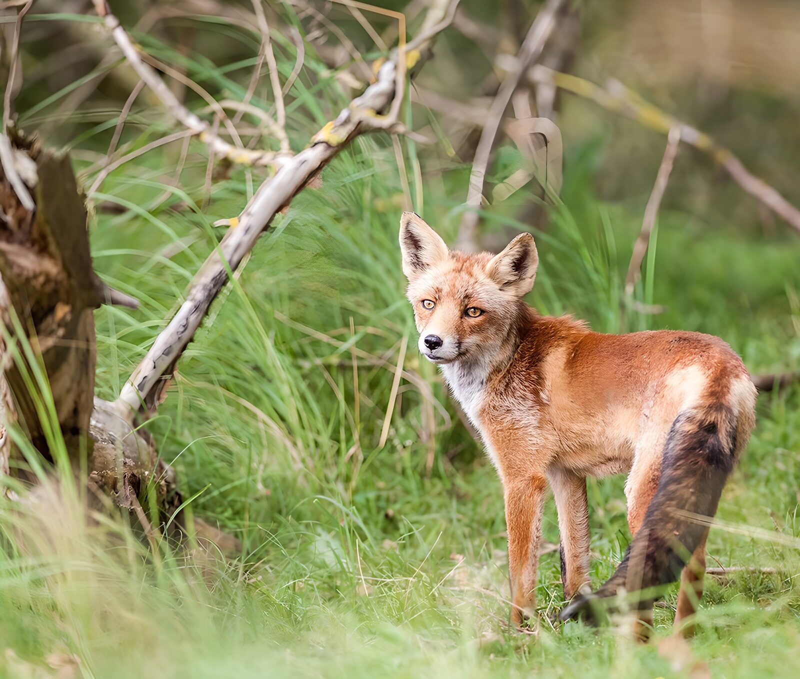 TPDE47550: ein Fuchs im Wald