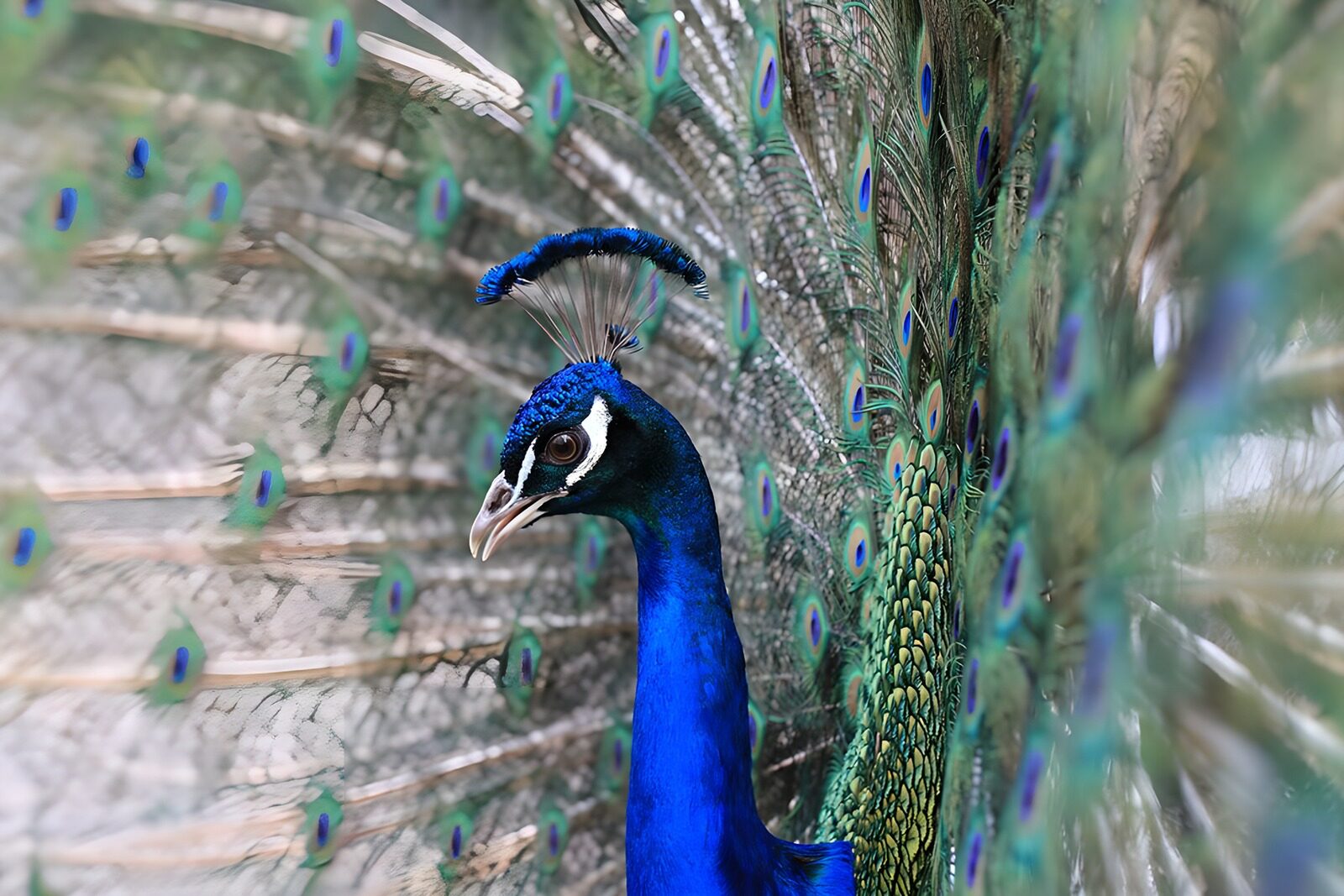 TPDE87037: Ein stolzer, blauer  Pfau 2