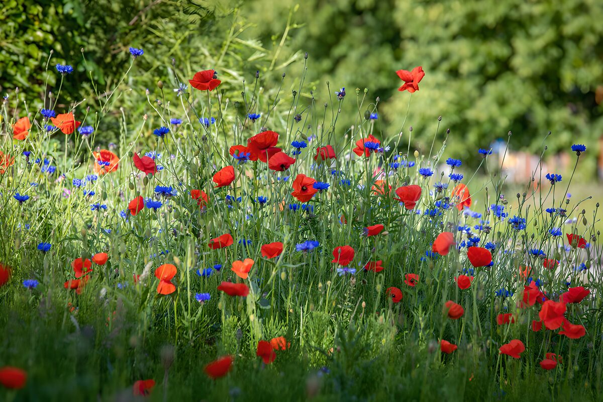 TPDE49389: Bunte Mohnblumen und Kornblumenwiese