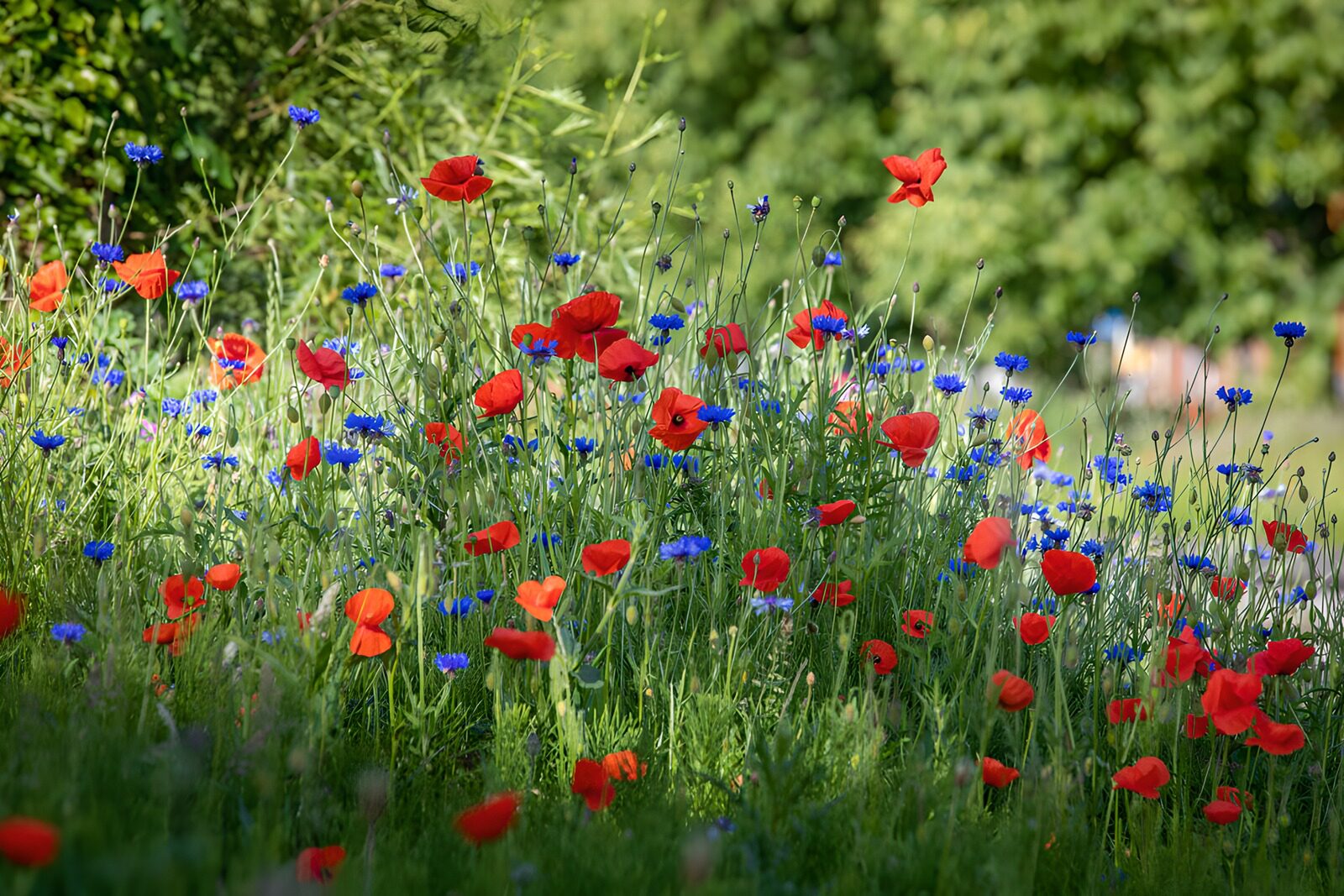 TPDE49389: Bunte Mohnblumen und Kornblumenwiese
