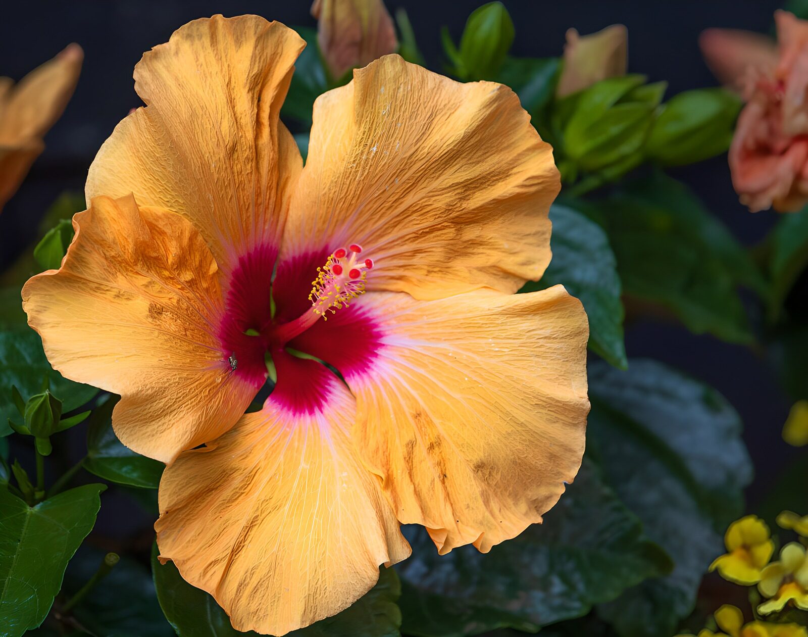 TPDE24240: Oranger Hibiskus mit rotem Zentrum