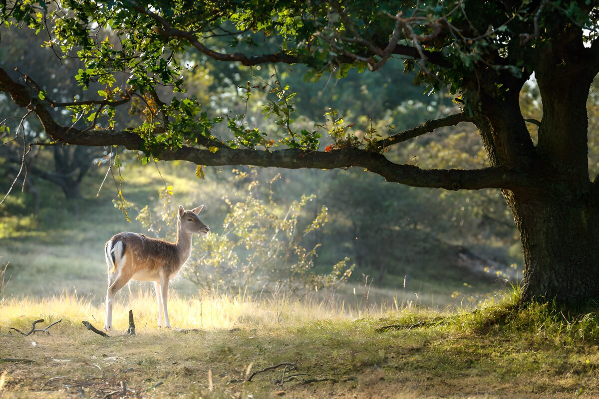 TPDE38047: Reh im Morgenlicht unter einem Baum