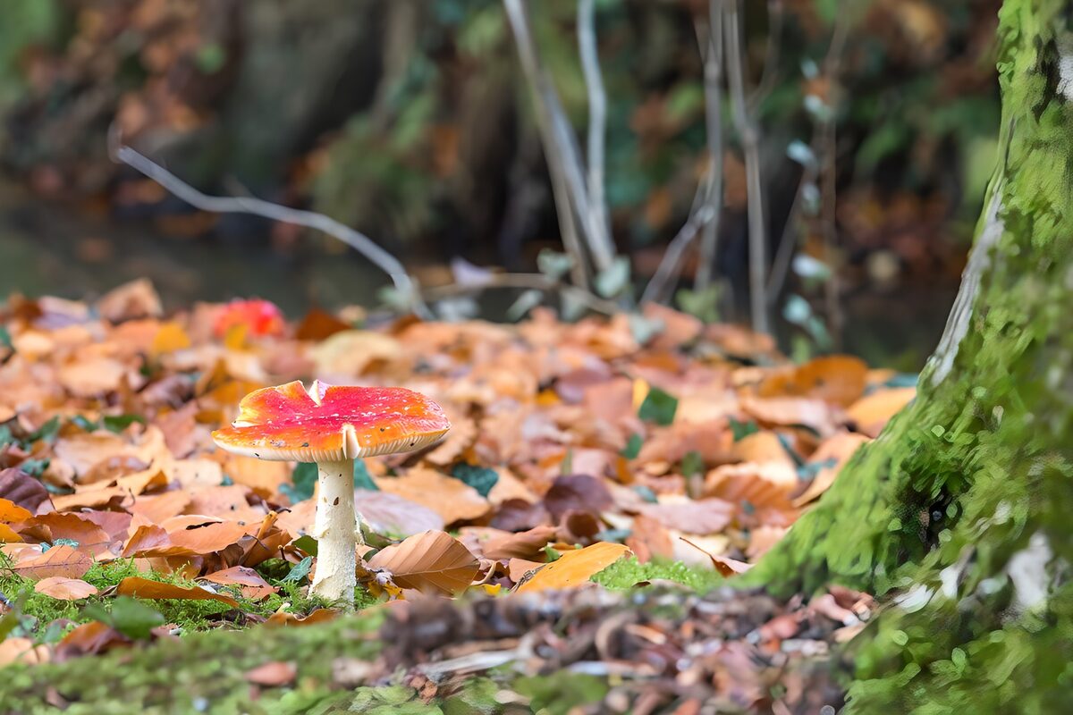 Fliegenpilz mit farbenprächtigen  Herbstblättern 3