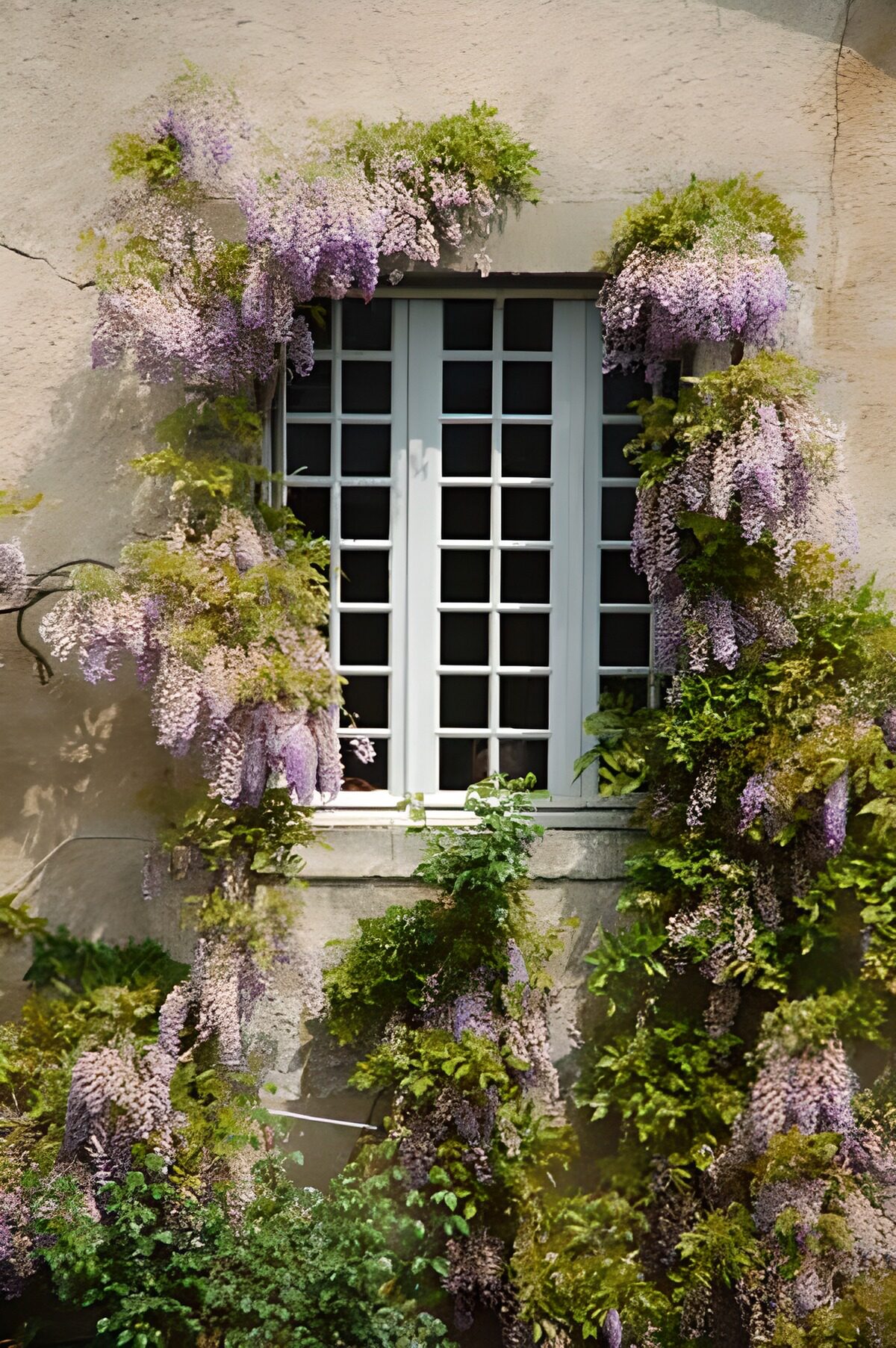 TPDE90778: altes Fenster mit Blauregen
