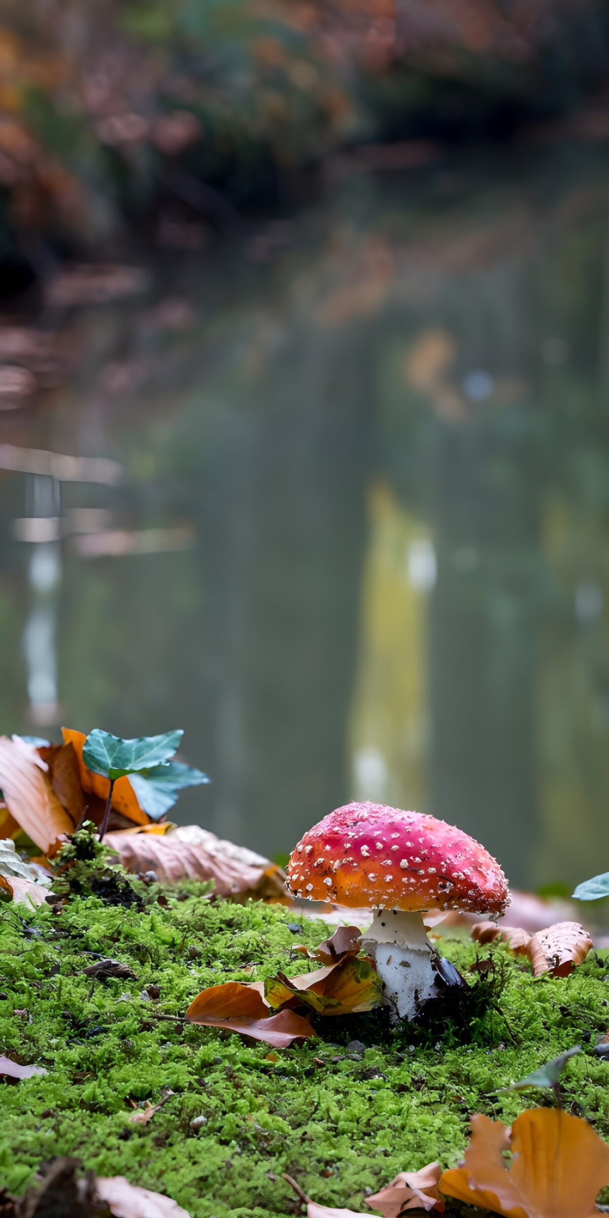 TPDE52507: Roter Fliegenpilz am Wasser