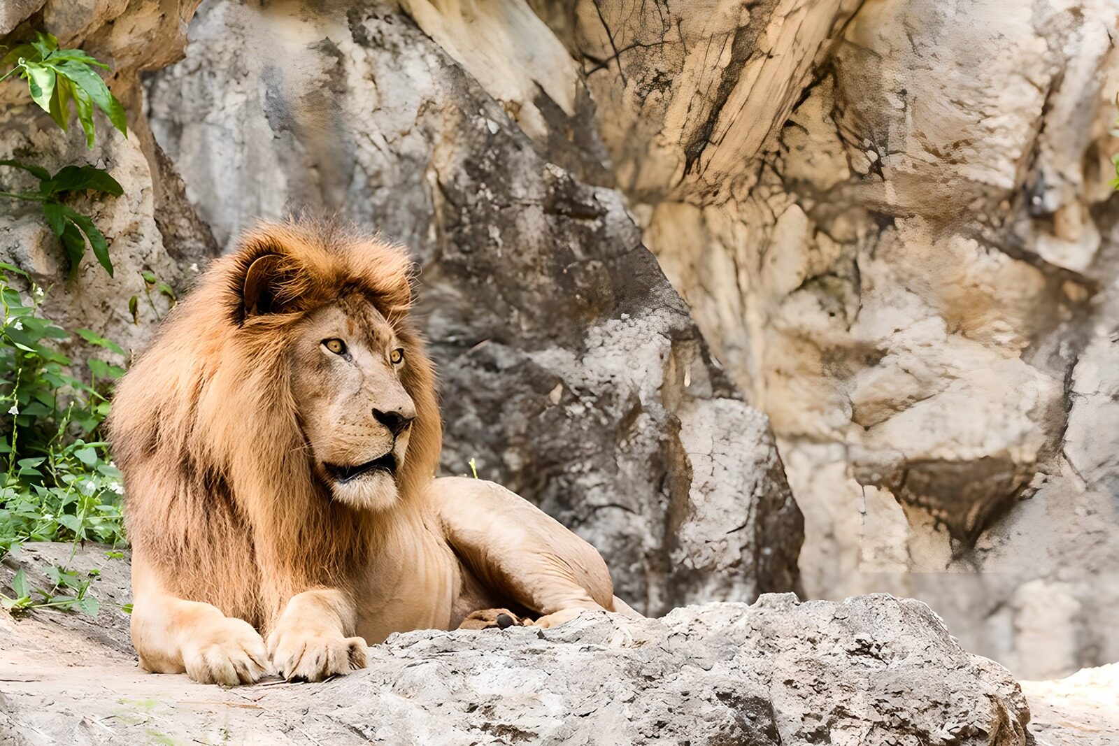 TPDE49730: Löwe nach der Jagd