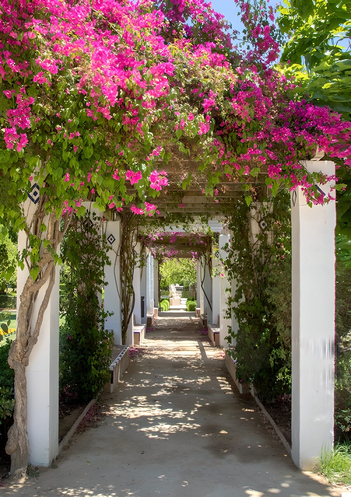 TPDE59150: Wunderschöner Gartenweg mit Bougainvillea