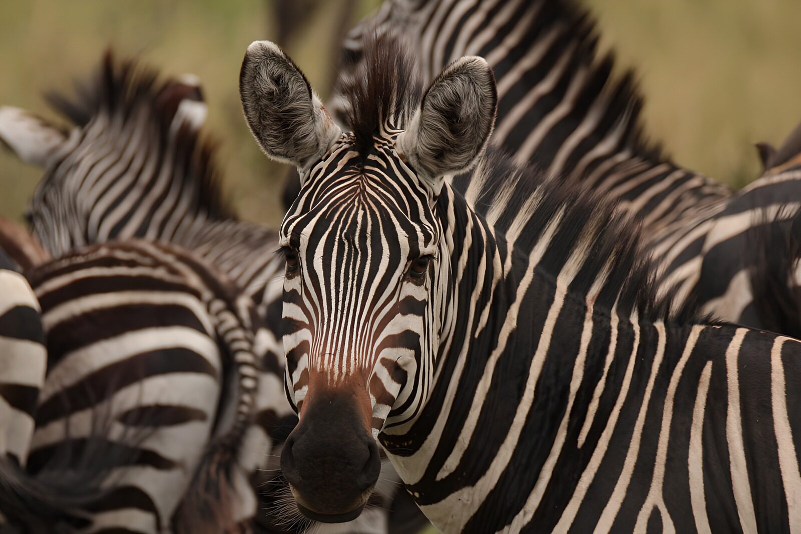 TPDE62218: Nahaufnahme eines Zebras in der Savanne