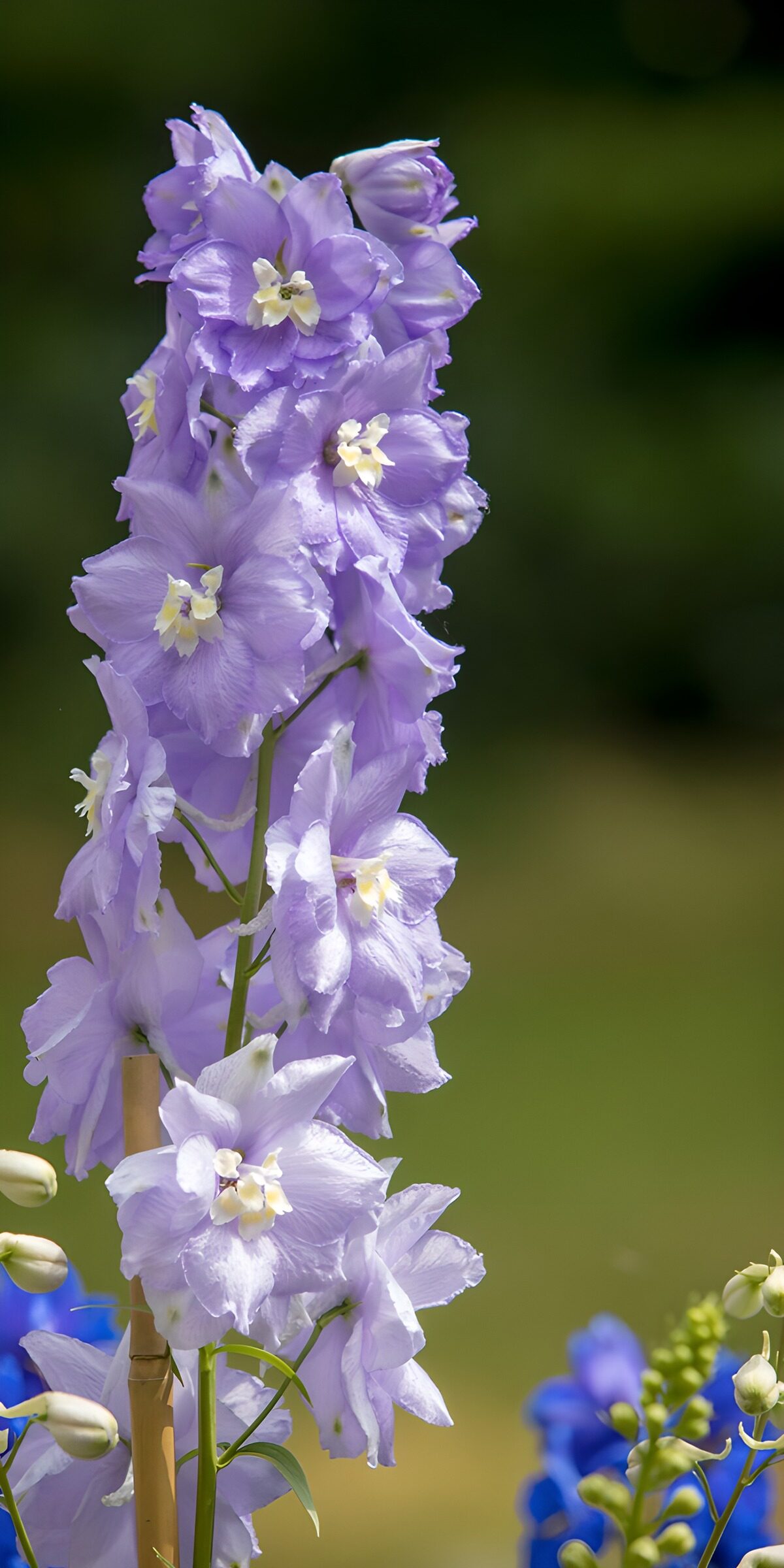 TPDE95367: Lila Rittersporn in voller Blüte
