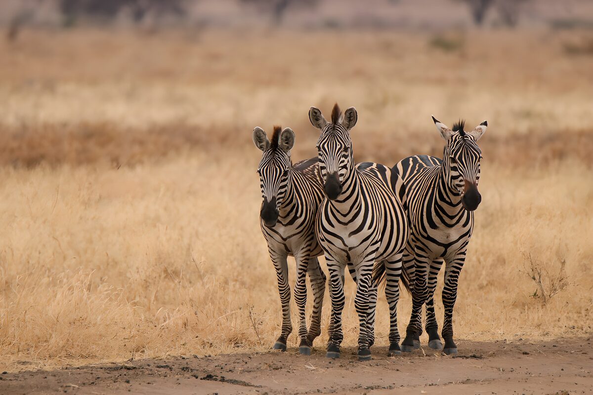 Drei Zebras in der Savanne