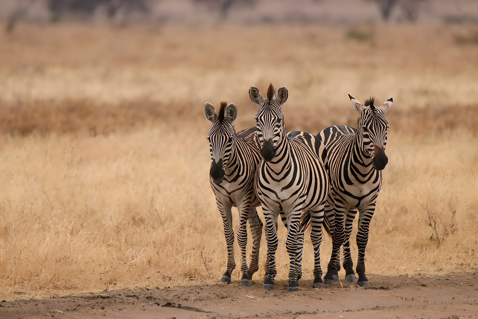 TPDE20293: Drei Zebras in der Savanne