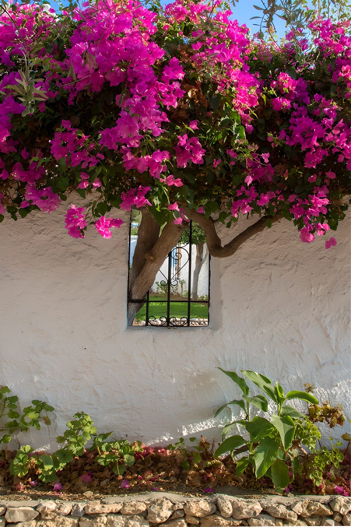 TPDE61753: Blühende Bougainvillea an der Wand