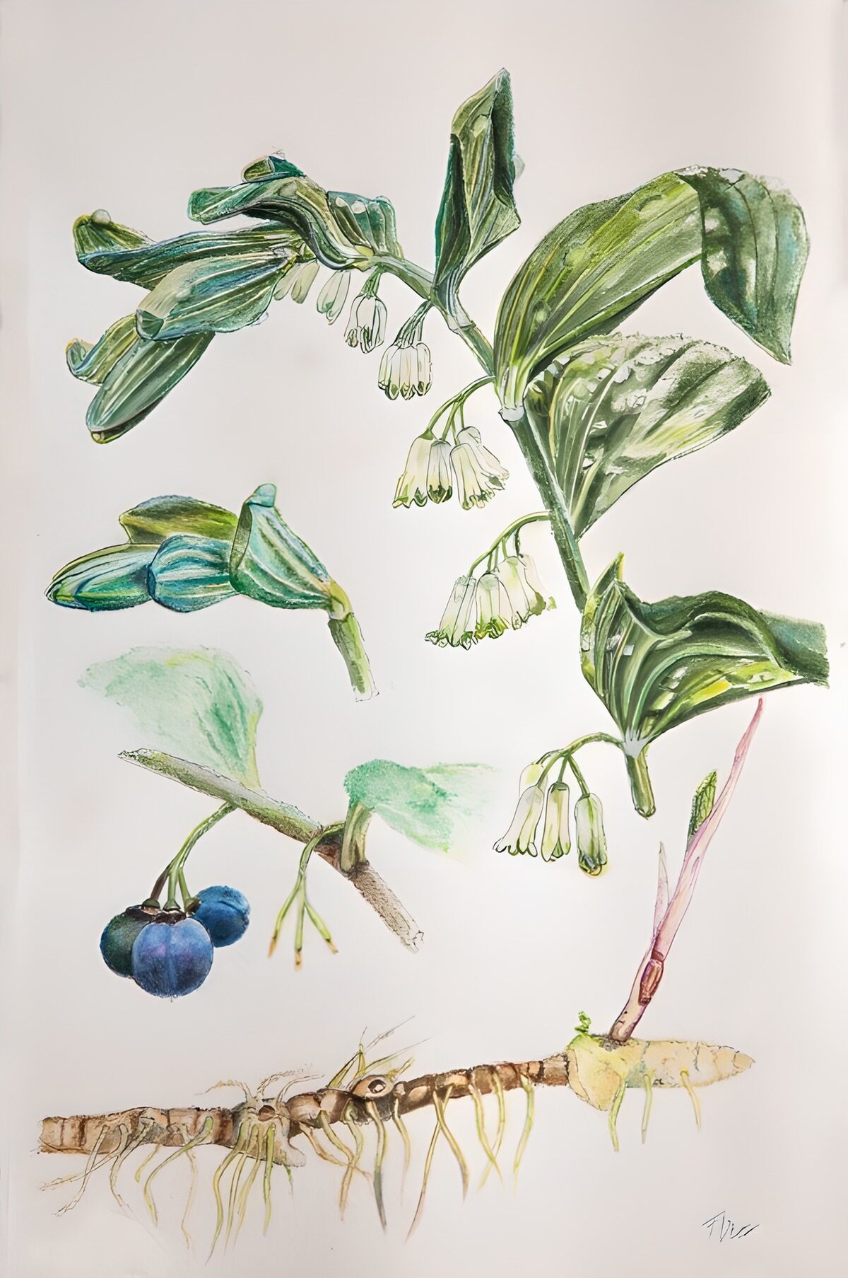 TPDE19375: Botanische Illustrationen einer Pflanze