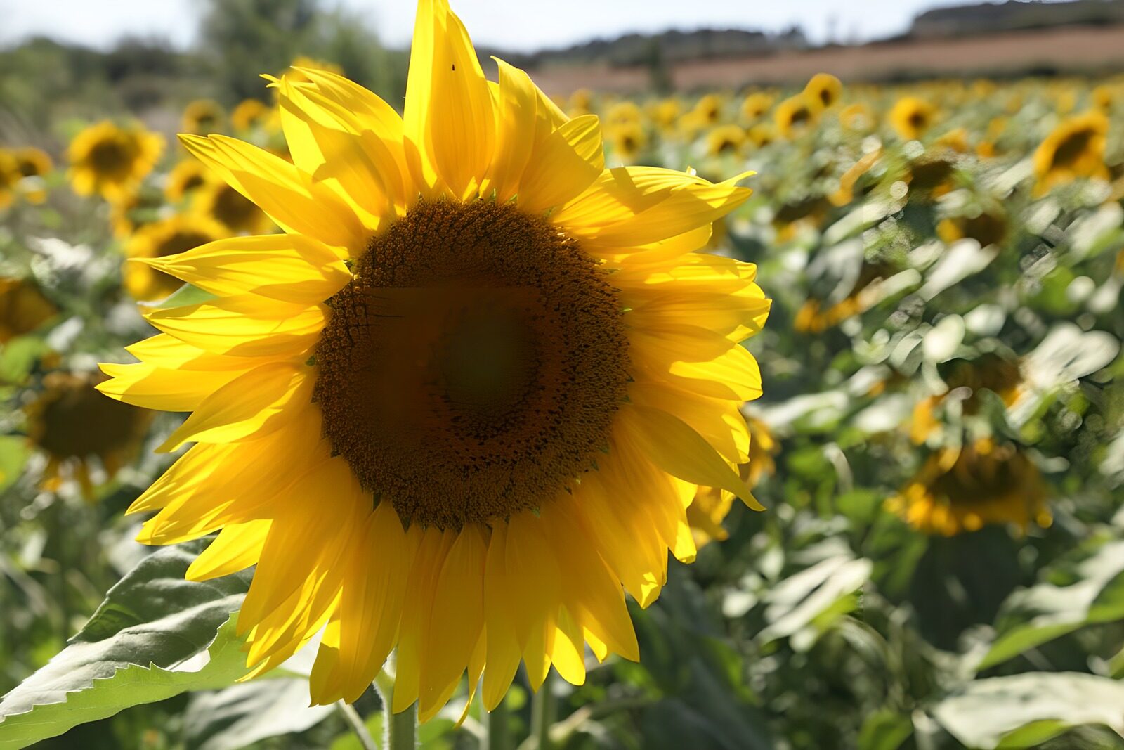TPDE63400: Sonnenblumen mit herzförmigen Blättern im Wind