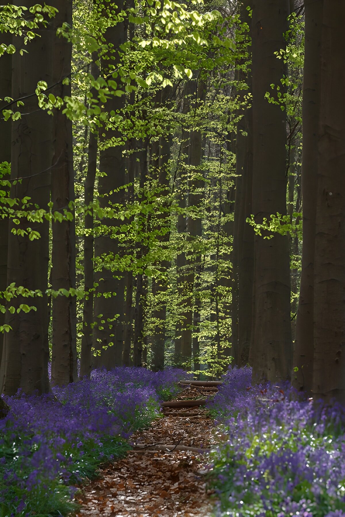 TPDE97076: Blühender Waldweg im Frühling