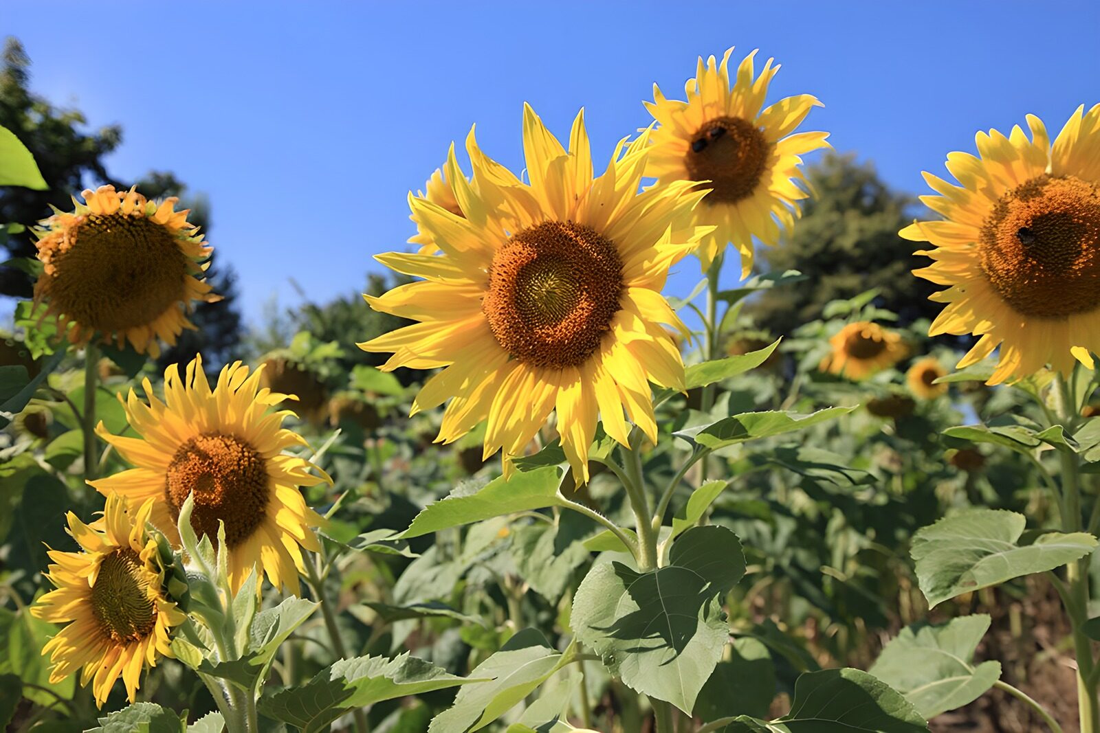 TPDE54188: Sonnenblumen, die ursprünglich aus Nord-Amerika und mexico stammen