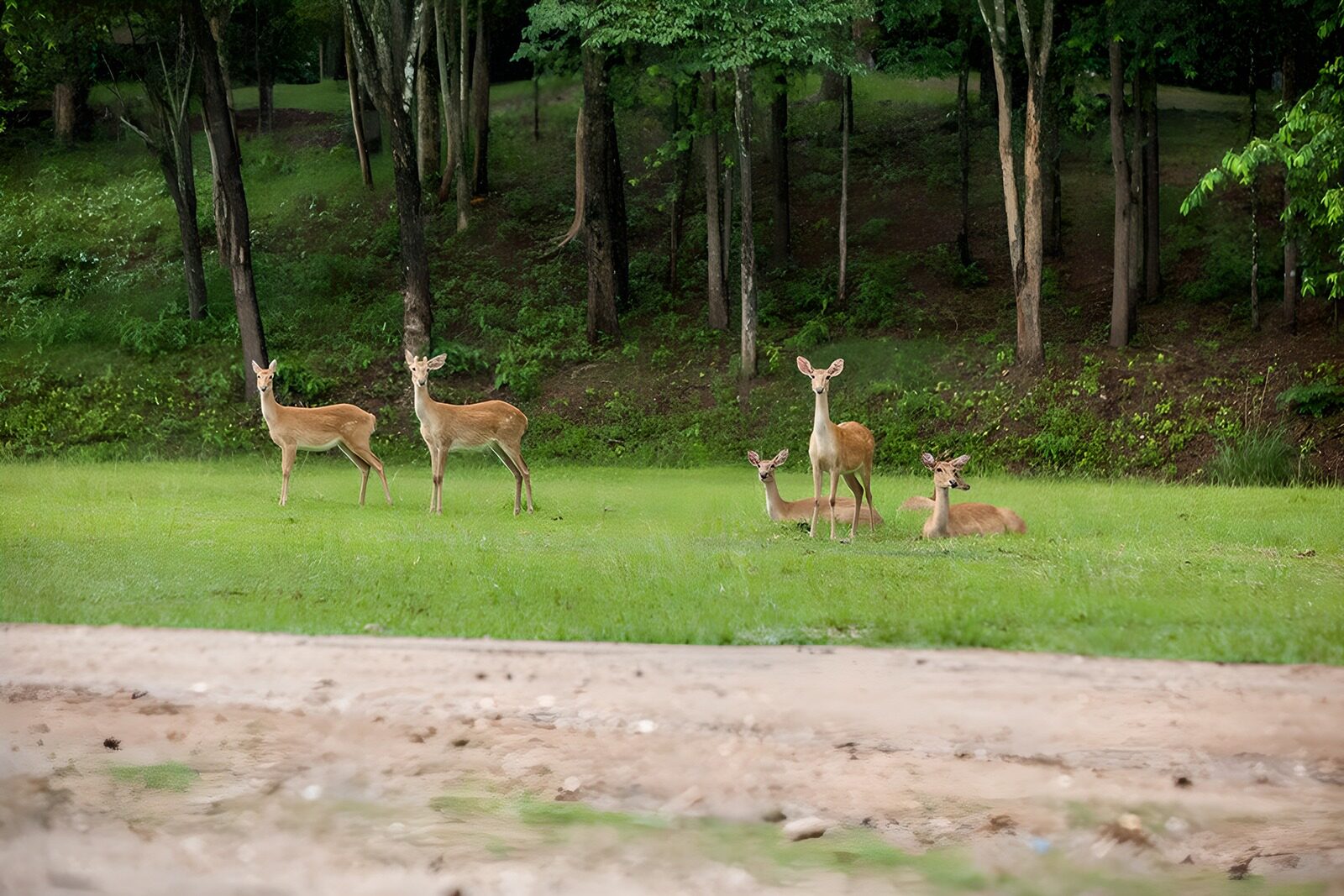 TPDE42920: wachsame Rehe am Waldrand