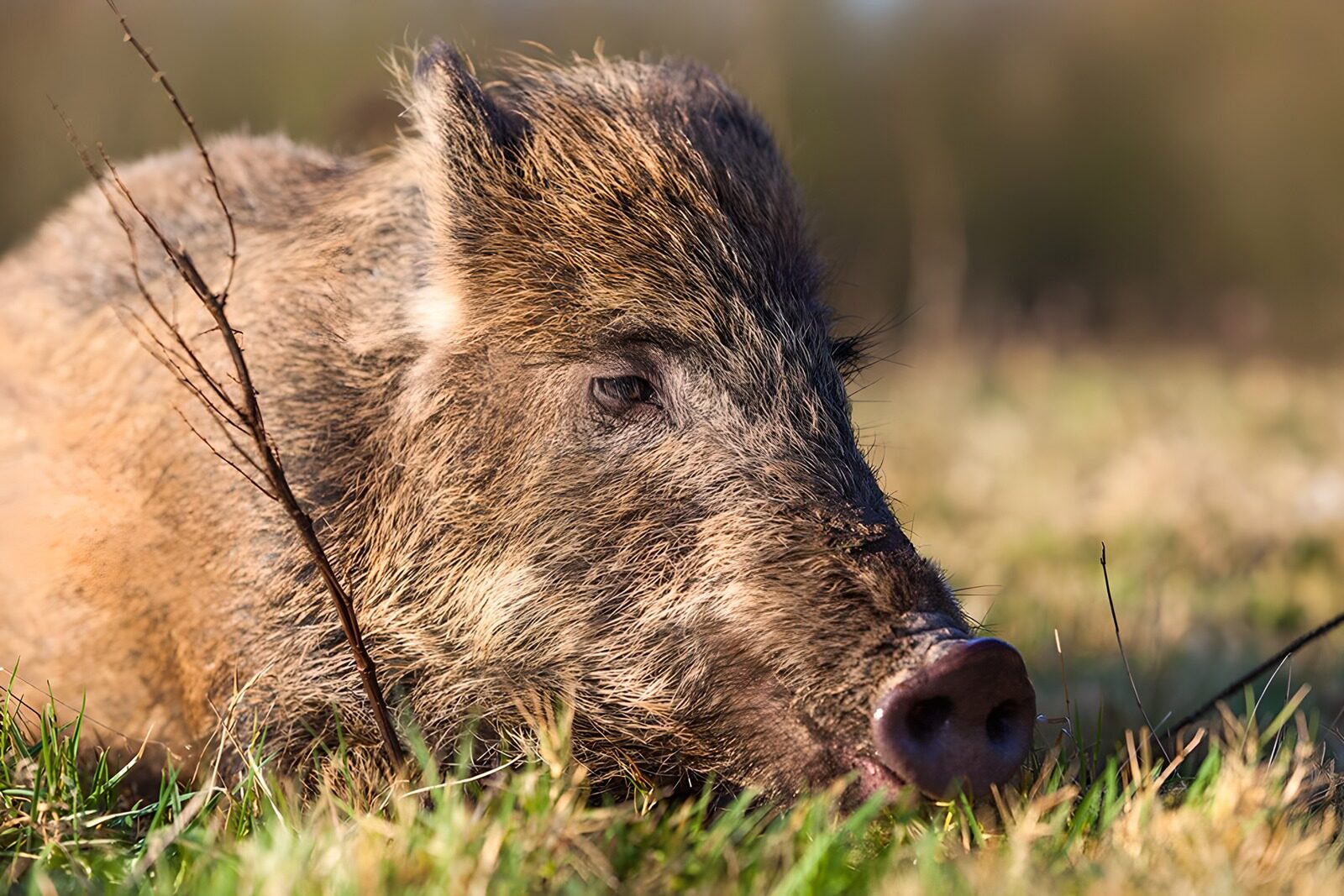 TPDE33624: Wildschwein am Waldrand
