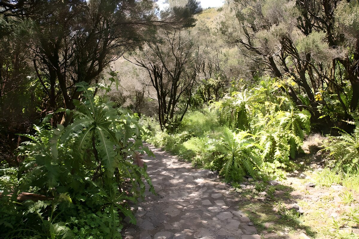 TPDE65022: Wanderweg durch die tropische Vegetation auf La Gomera 29