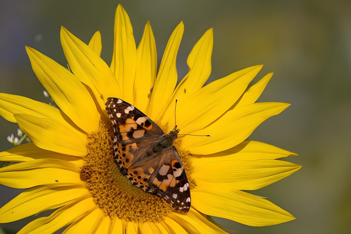 TPDE39925: Schmetterling auf Sonnenblume