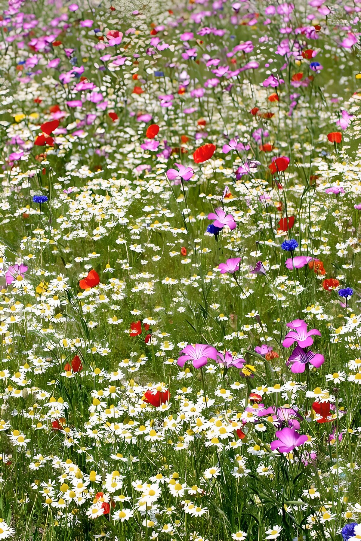  Feldblumen in allerhand Farben