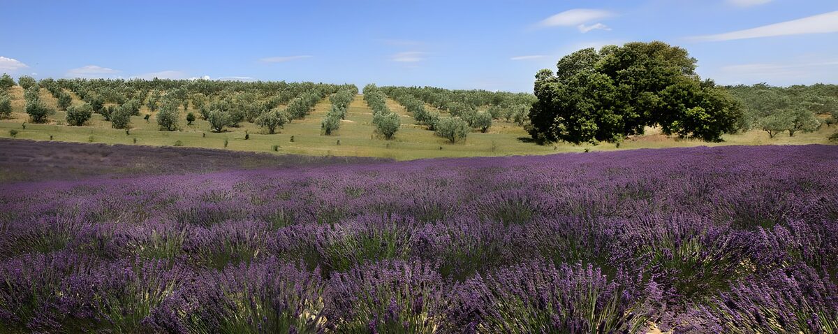 Olivenbäume und Lavendel