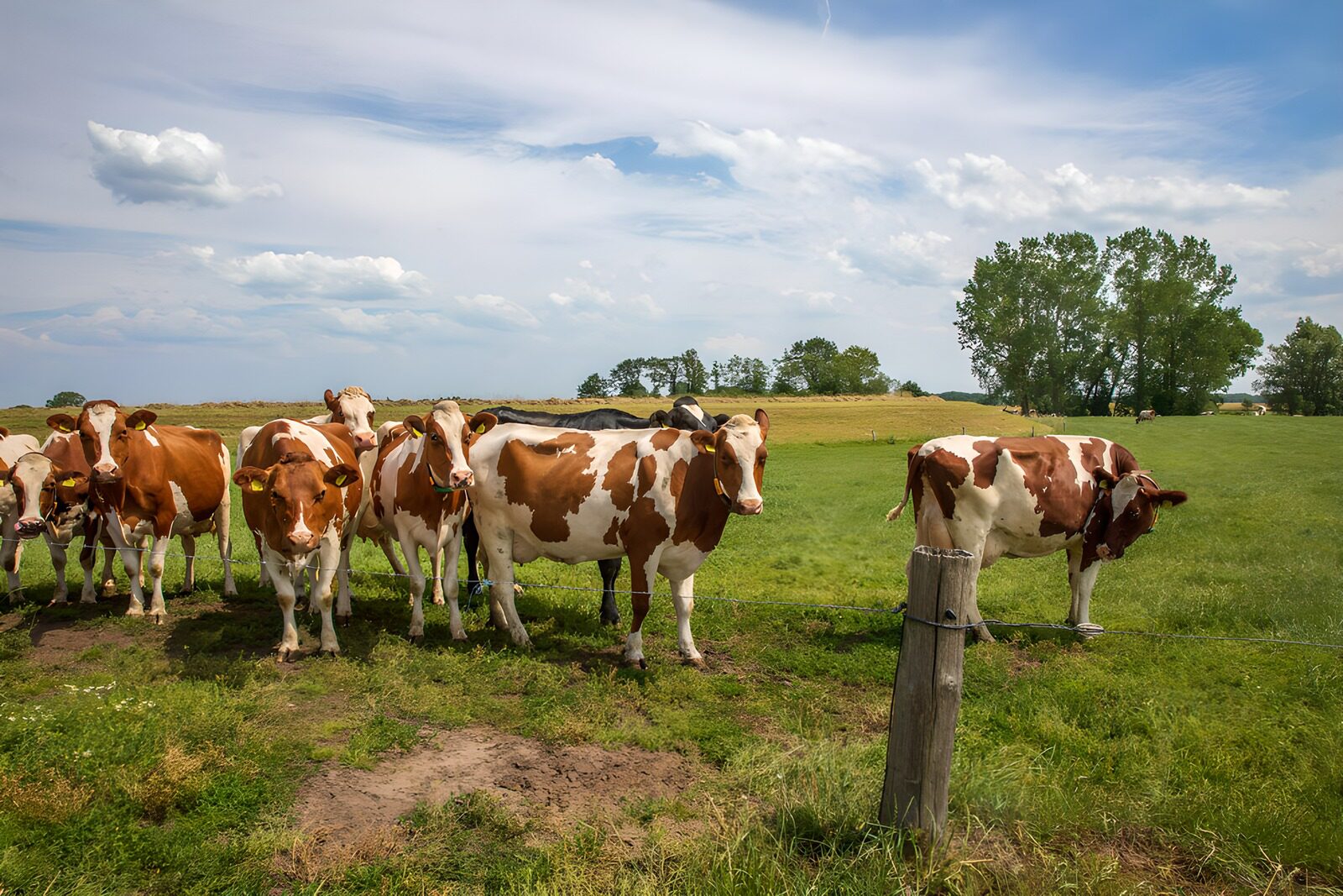TPDE41719: Kühe auf der Weide im Sommer