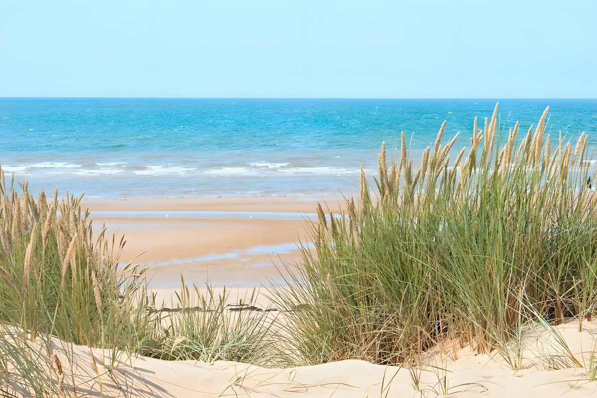TPDE42242: Strandhafer damit das Sand der Dünen nicht verschwinden