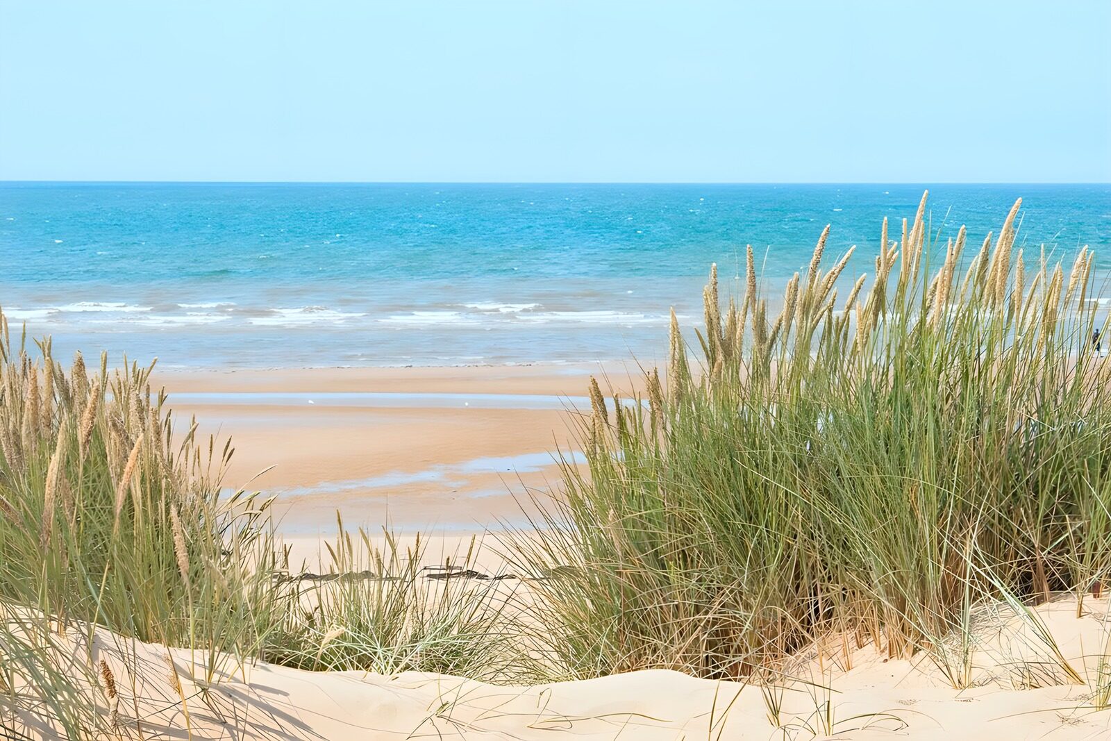 TPDE42242: Strandhafer damit das Sand der Dünen nicht verschwinden