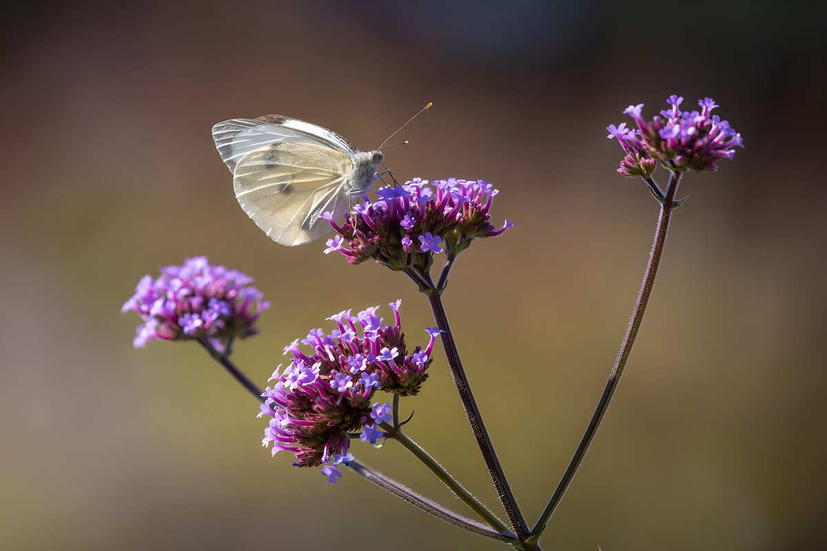Schmetterling auf lila Blumen