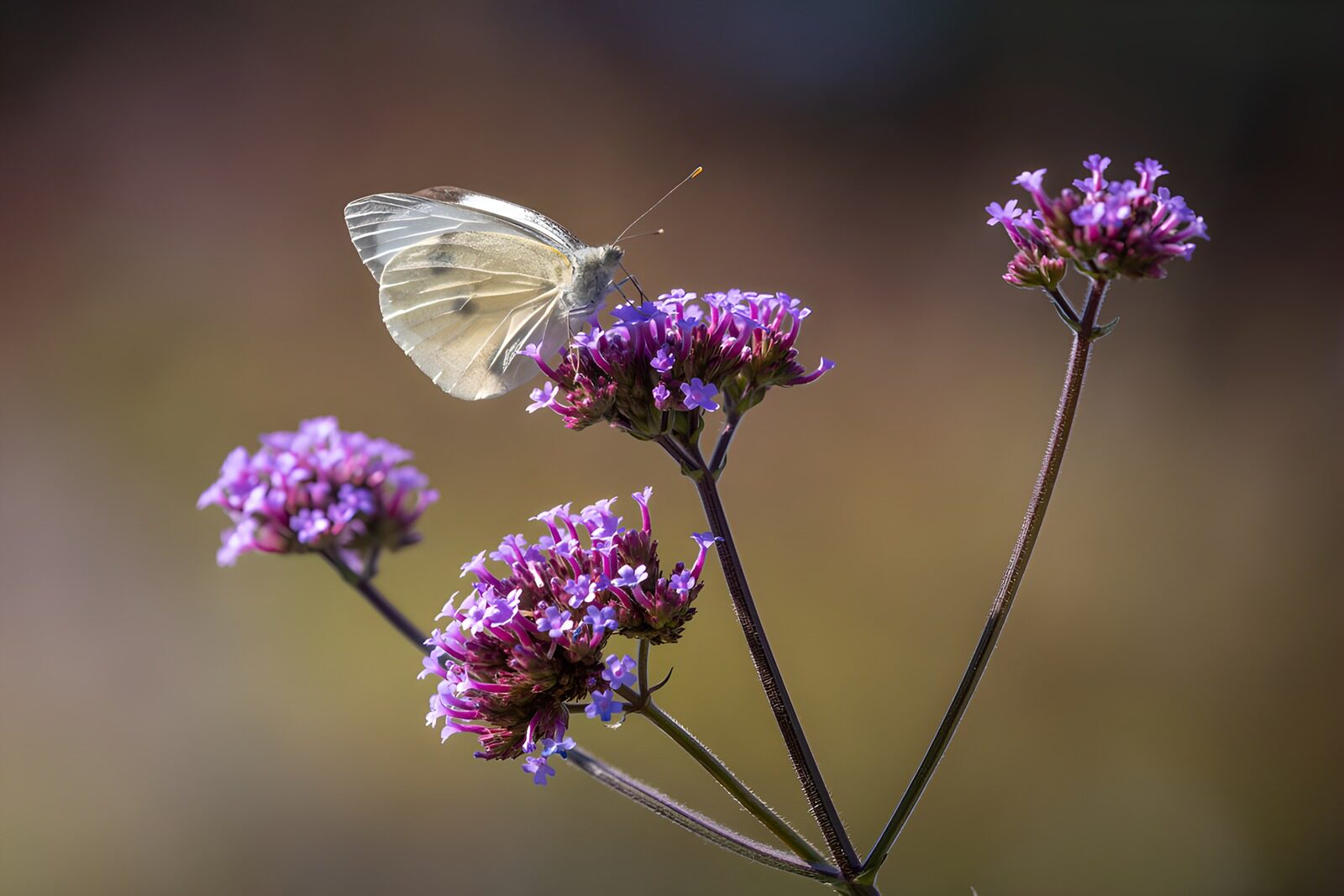TPDE31451: Schmetterling auf lila Blumen