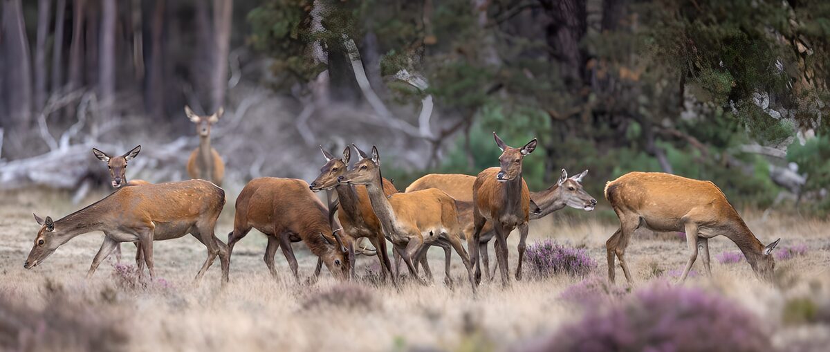 Rehfamilie in der Natur