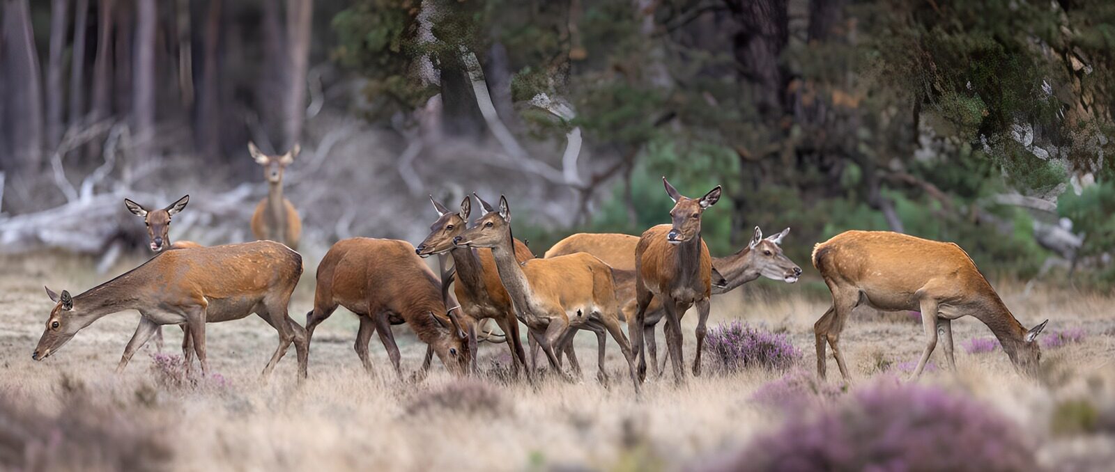TPDE34823: Rehfamilie in der Natur