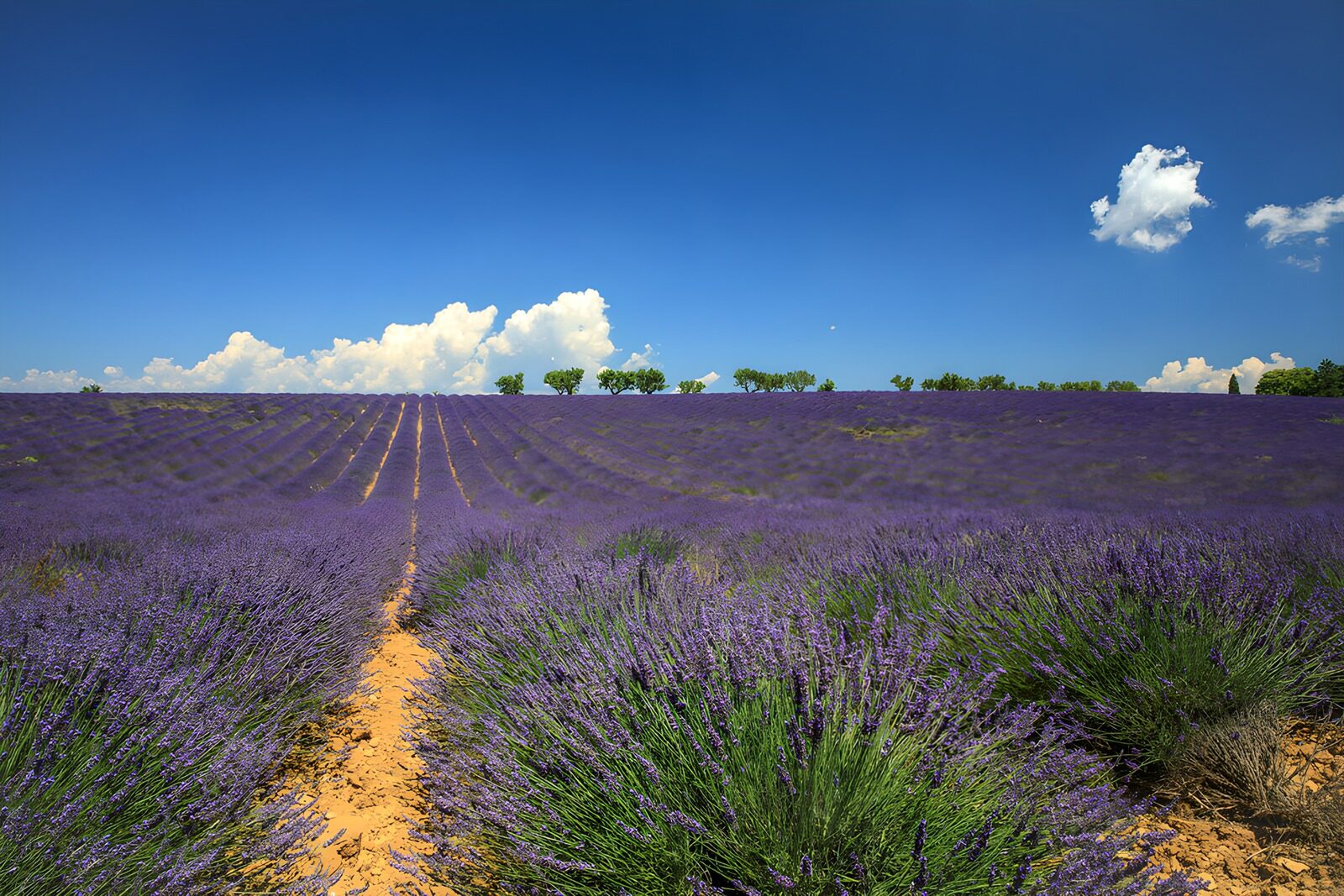 TPDE45578: Lavendelfelder unter blauem Himmel