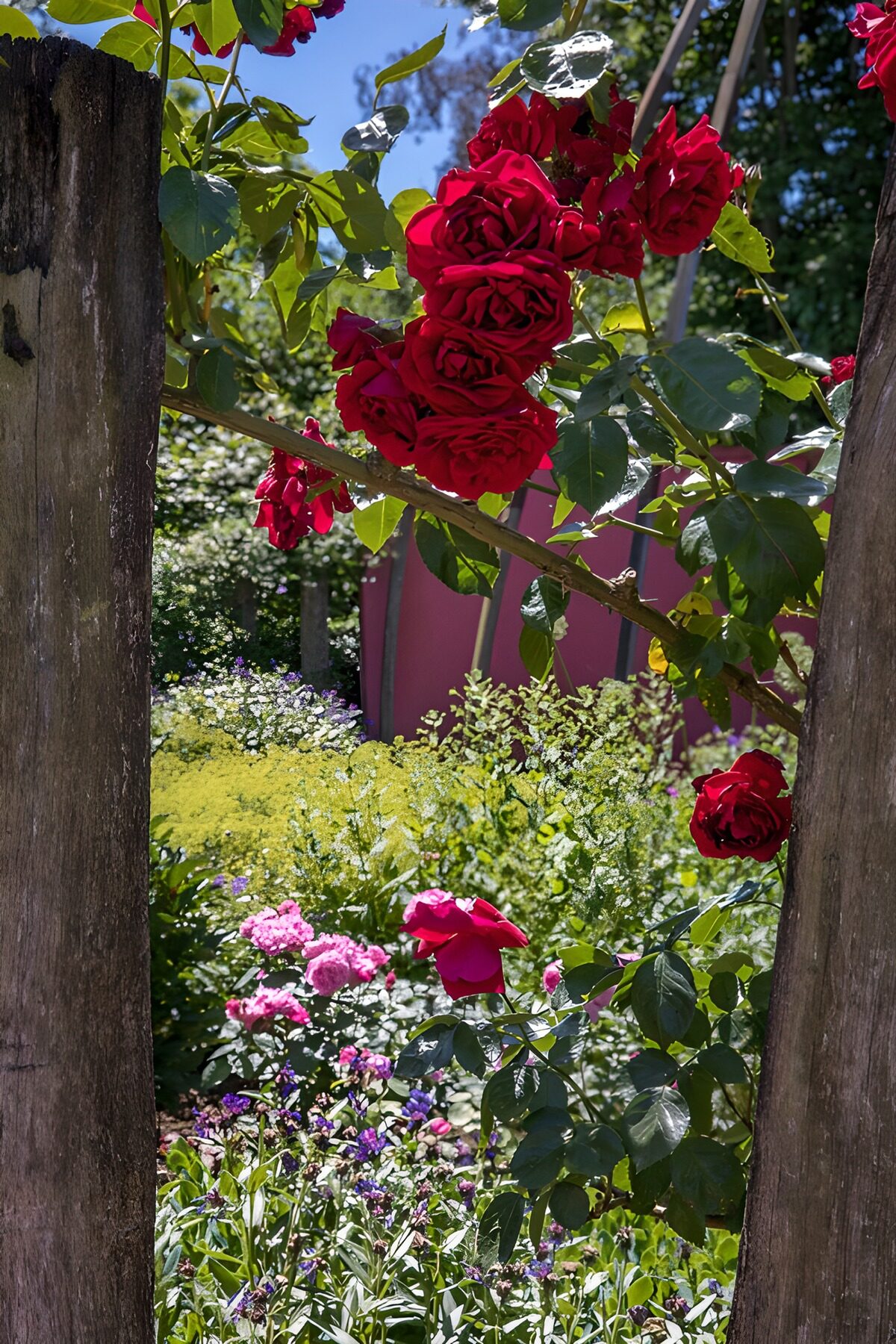 Rote Rosen im Sommergarten