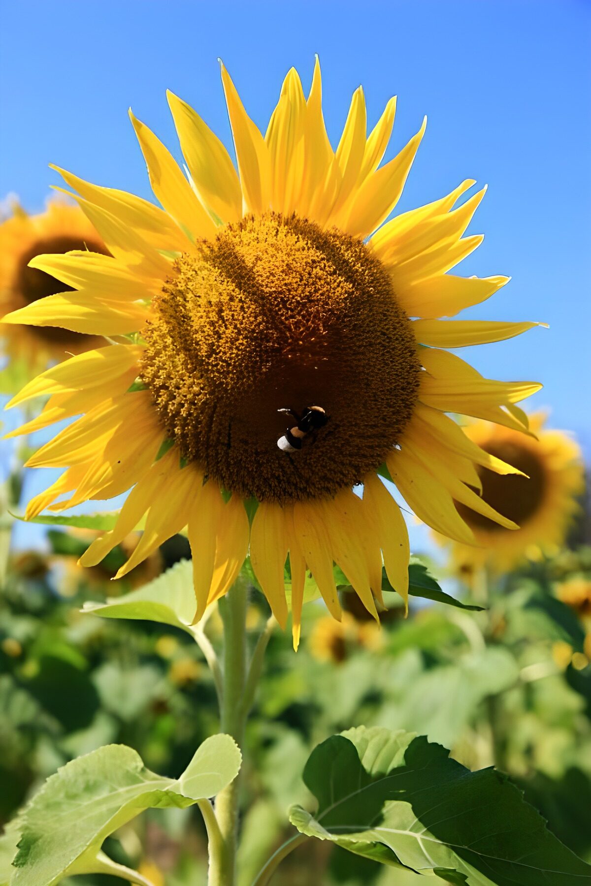 eine Biene auf einer Sonnenblume