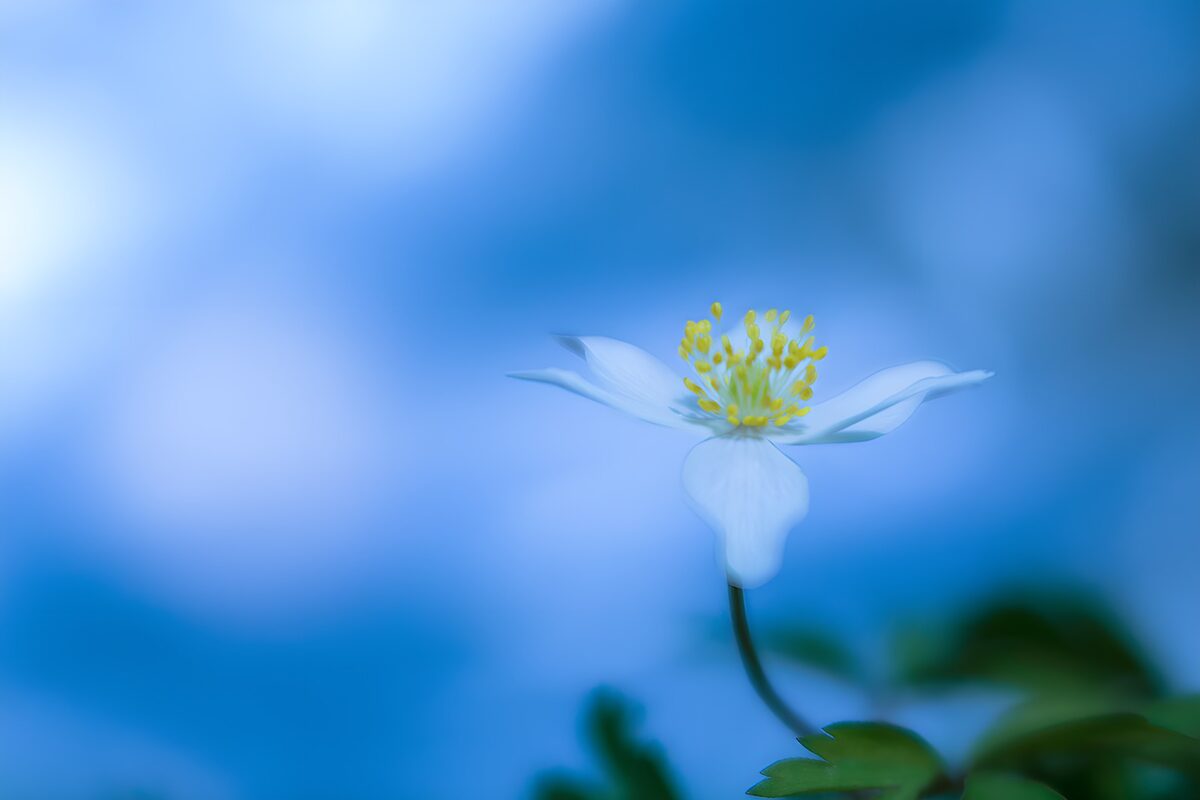 TPDE20611: Weiße Blüte im blauen Licht
