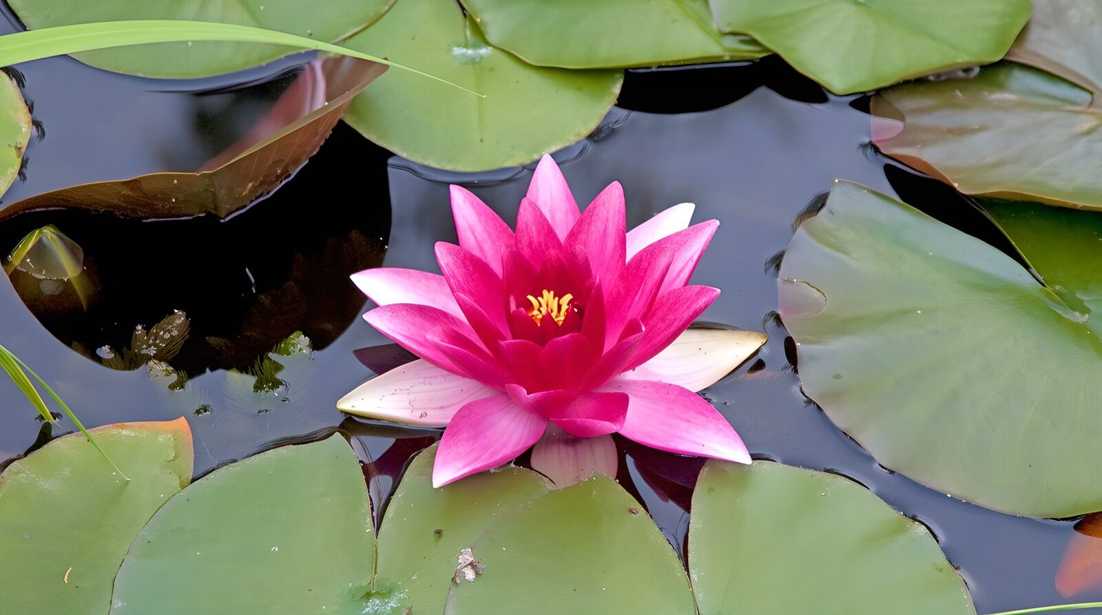 TPDE73969: Seerose