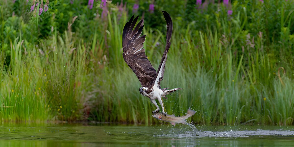 Fischadler im Flug mit Beute