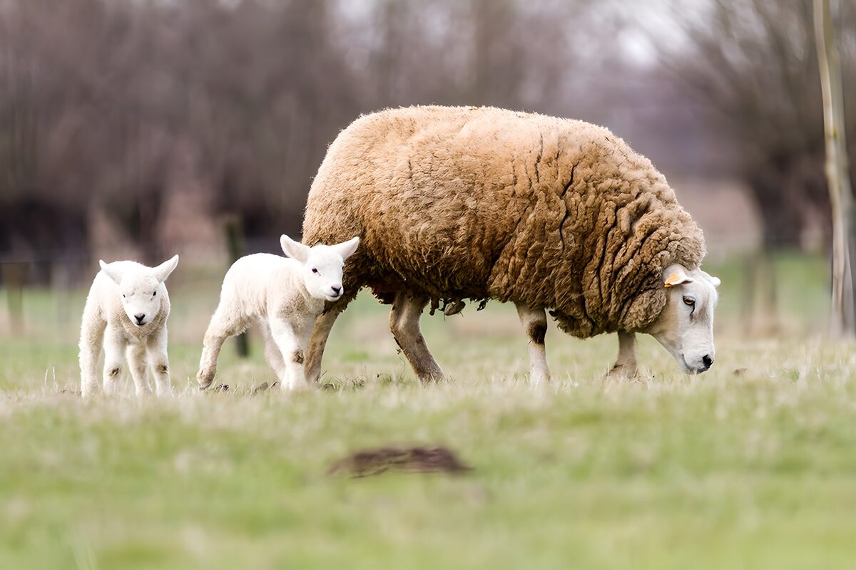 TPDE74294: kleine Lämmer bei dem Mutterschaf